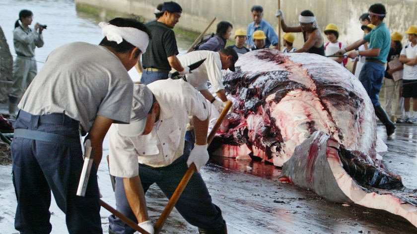 Japanese fishermen cut the meat of a whale