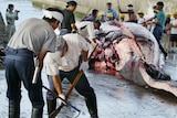 Japanese fishermen cut the meat of a whale