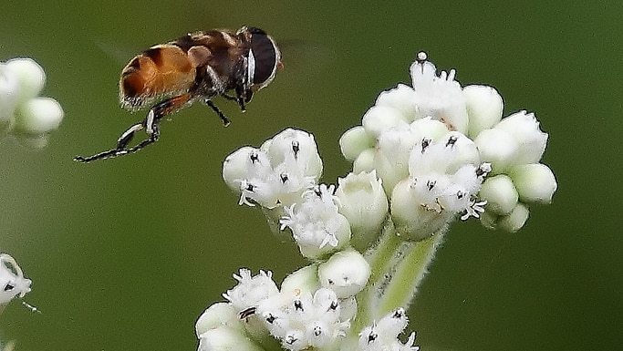 Asian Honey Bee