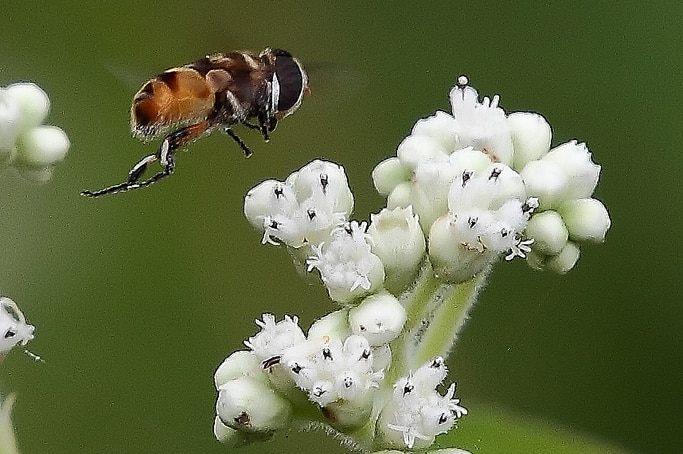 Asian Honey Bee