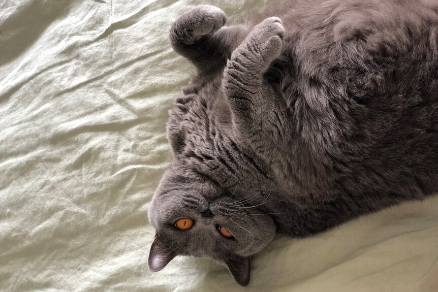 A grey cat with amber eyes is seen on her back on top of a bed with light green linen sheets.