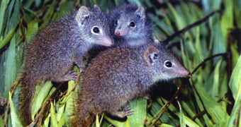 Three dibblers sit on vegetation.