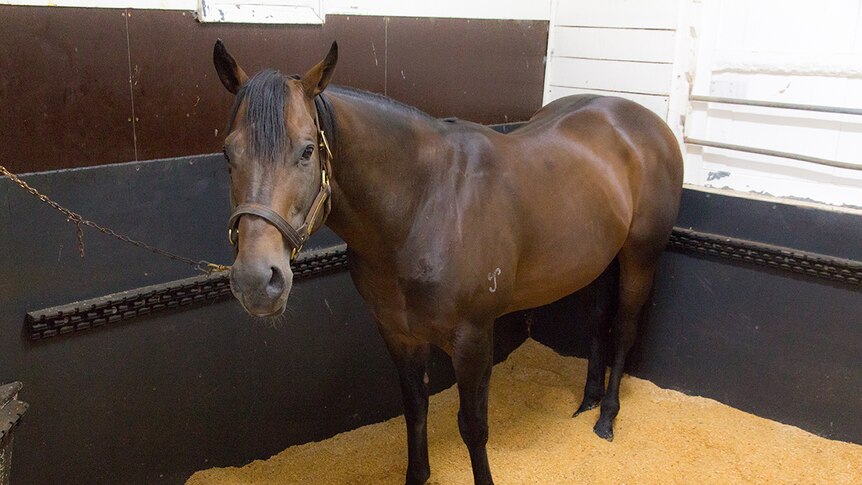 A stallion named Hinchinbrook stands in his stall.