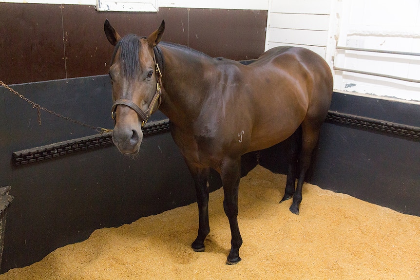 A stallion named Hinchinbrook stands in his stall.