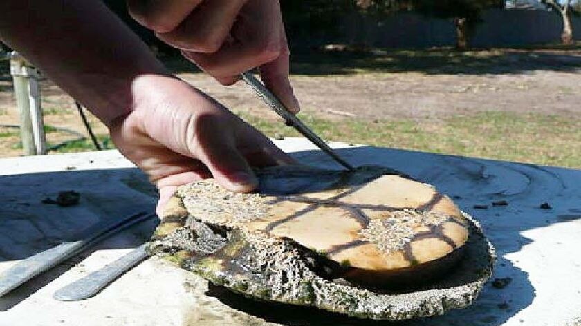 Fewer turtles suffering tubeworm encrustation