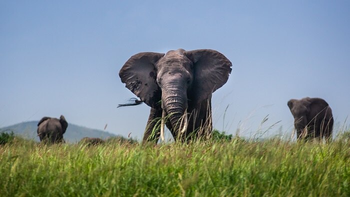 An elephant faces the camera