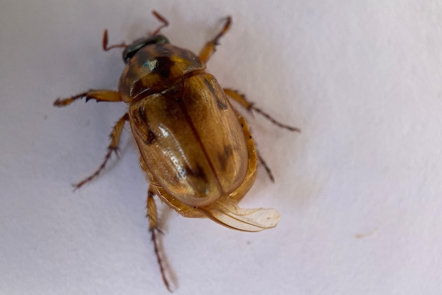 A small brown scarab beetle