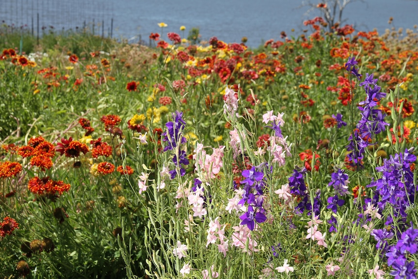A field of red, yellow, pink and purple flowers