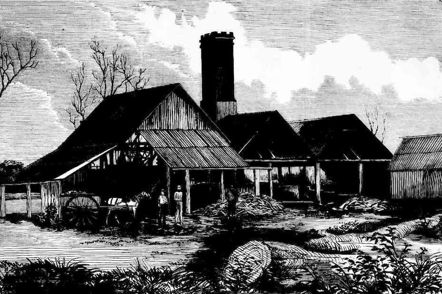 Black and white line drawing of a three barns with steel roofs and chimneys in Port Macquarie 