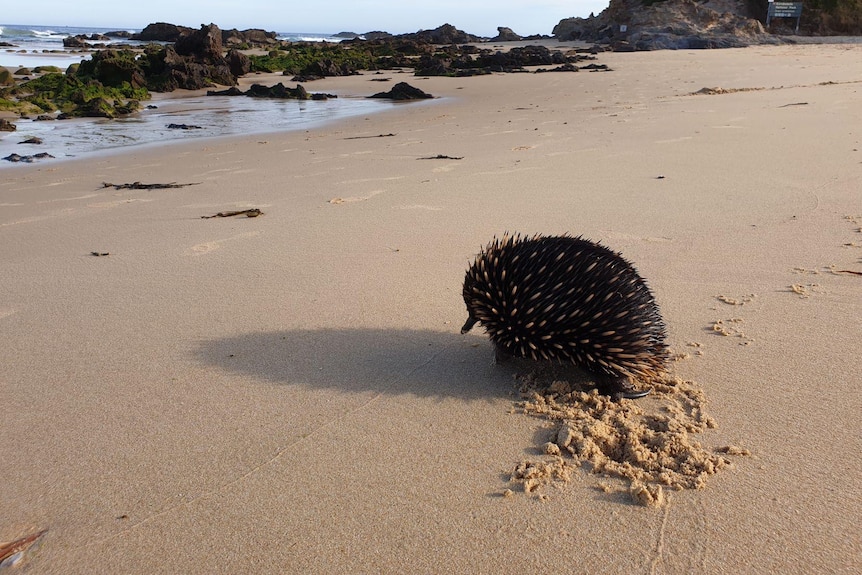 An echidna pictured from behind walking on a beach