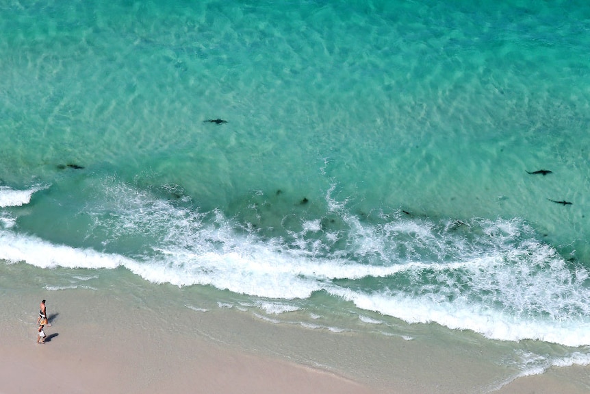 Sharks close to shore at Jervis Bay on New Year's Eve.