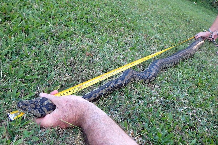 a carpet python getting measured.