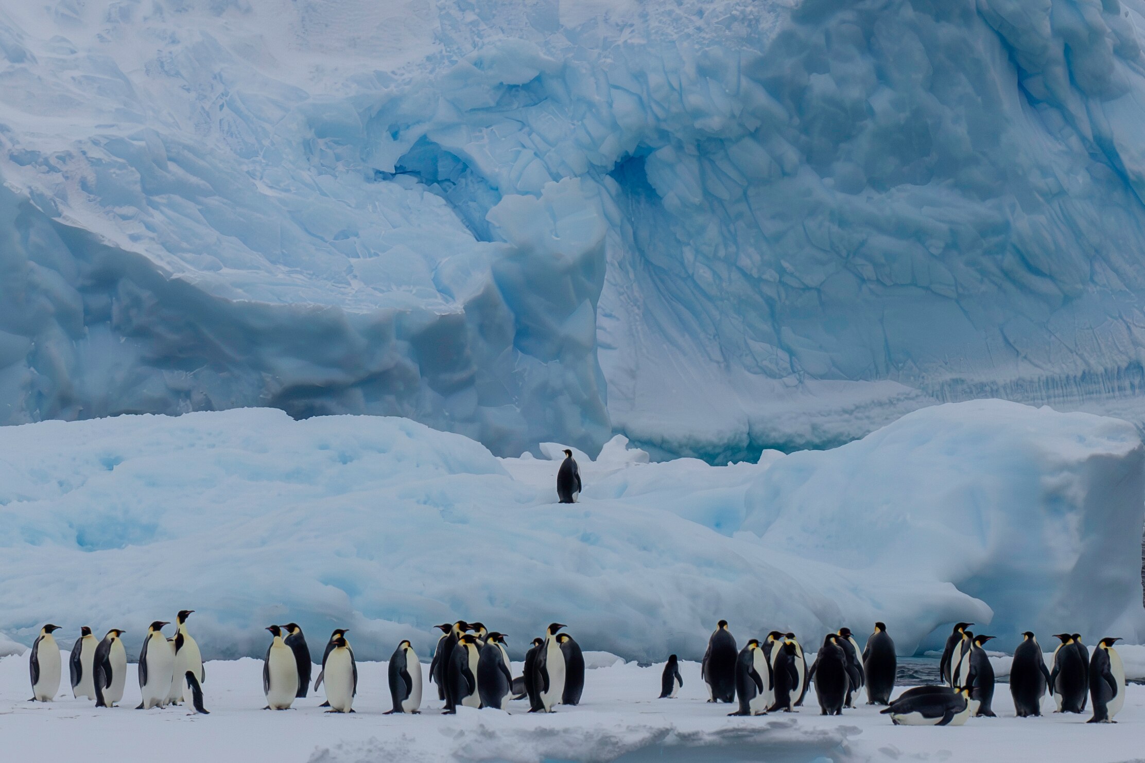 Penguins on a glacier.