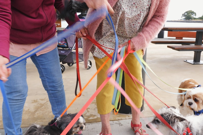 Two women sorting a multi-coloured tangle of leads attached to dogs.