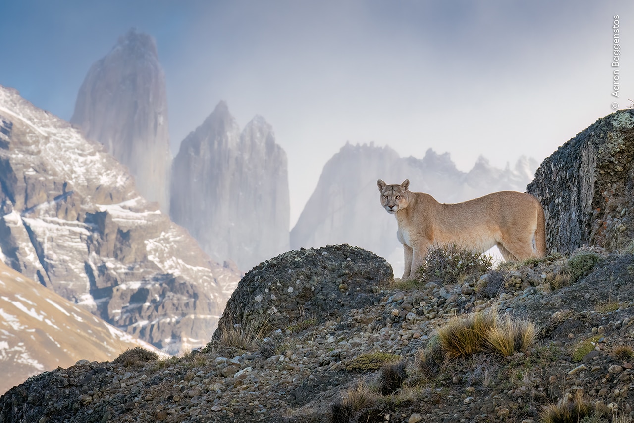 An image of a cougar in the mountains