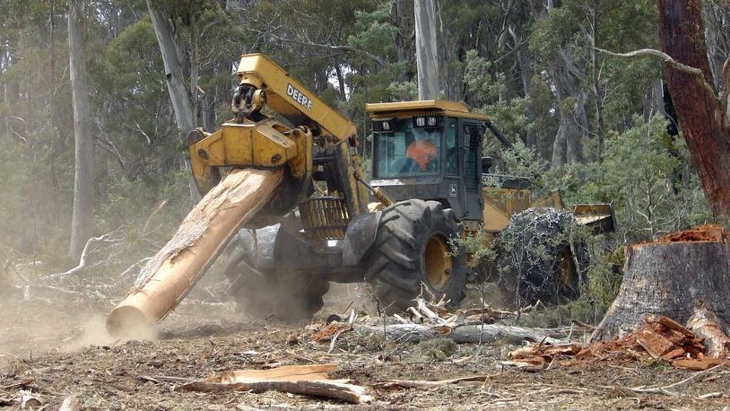 A Tasmanian timber worker operates machinery.