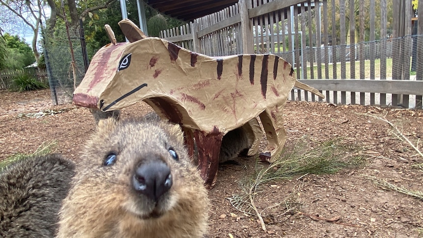 A quokka smiling in a zoo enclosure with a paper mache creature in the background