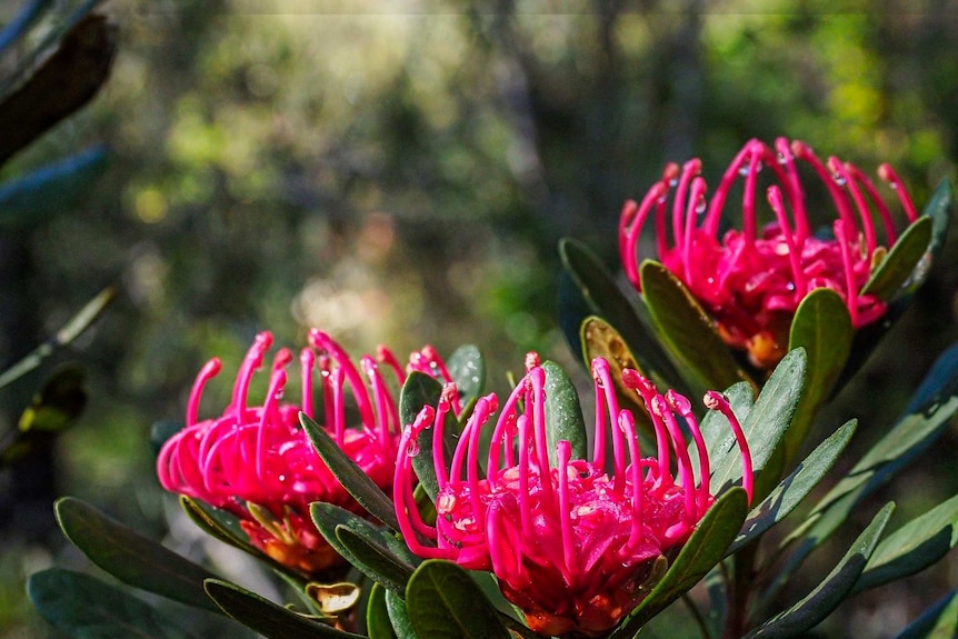 Picture of a red flower in green bush