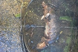 A dead platypus in a yabby pot.