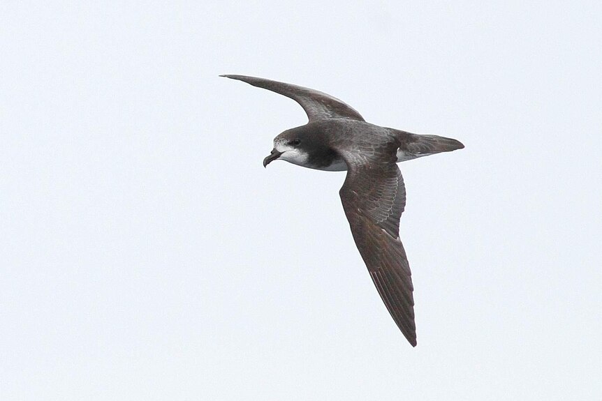Gould's petrel in flight.