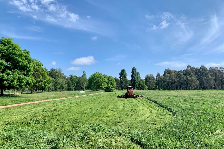 A man in a tractor mows green grass.