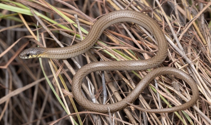 Legless Lizard Vs Snake