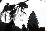 A silhouette is pictured of 8 monkeys, some in a branch, some sitting down with a temple in the background.