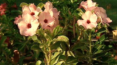 Desert Rose - Gardening Australia