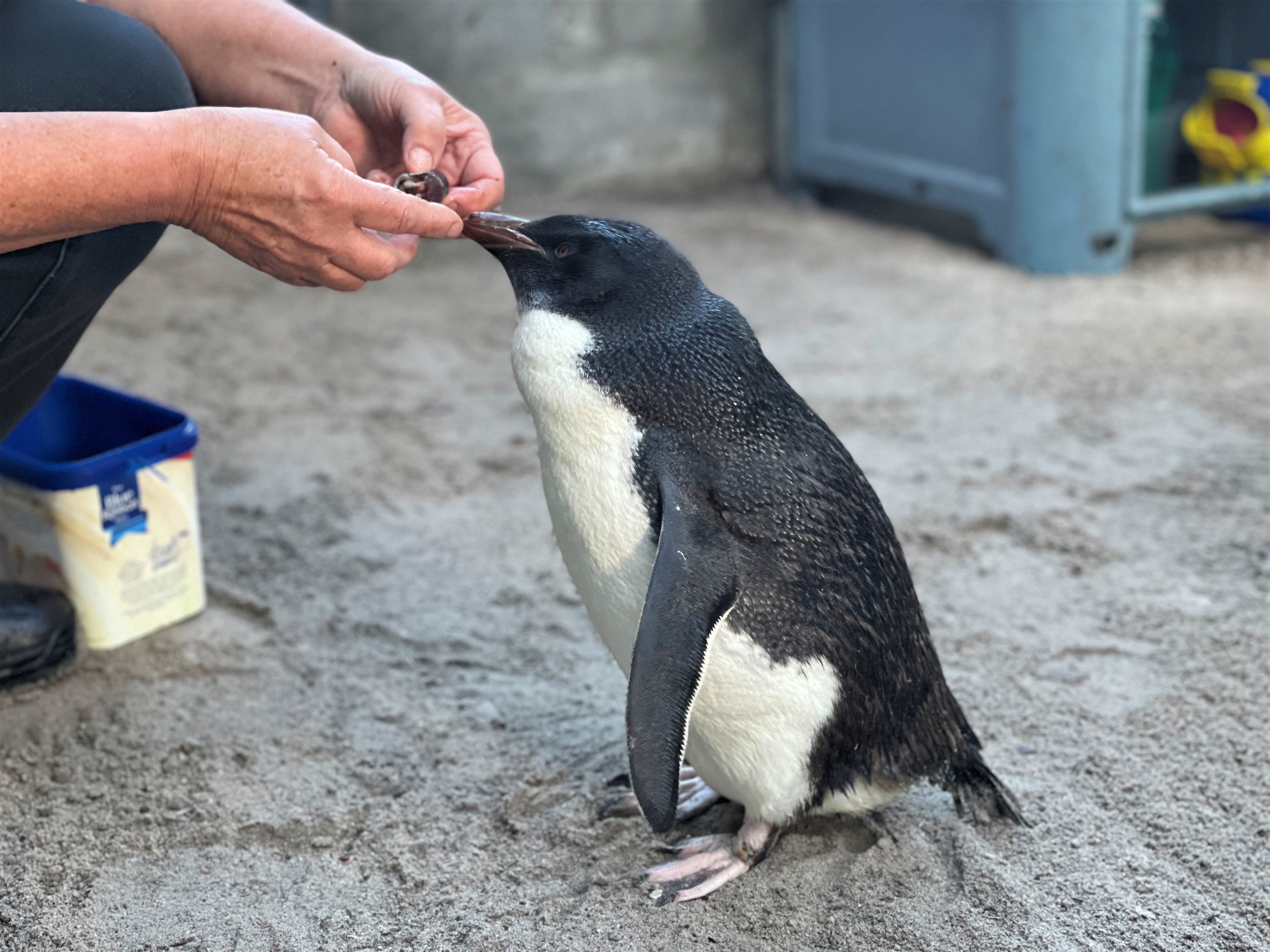 Arrival of northern rockhopper penguins on WA shores raises questions