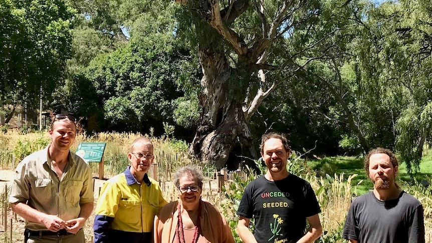 Four men and a woman stand in front of a gigantic tree