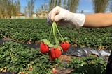 A gloved worker picks fruit at SSS strawberries.