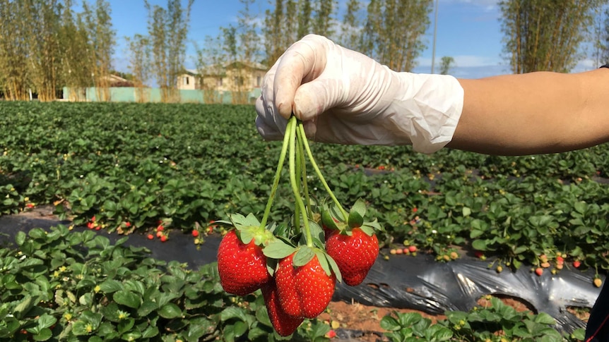 A gloved worker picks fruit at SSS strawberries.