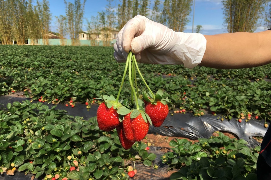 A gloved worker picks fruit at a strawberry farm