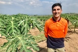 A man in an orange work shirt stands in a field of papaya plants
