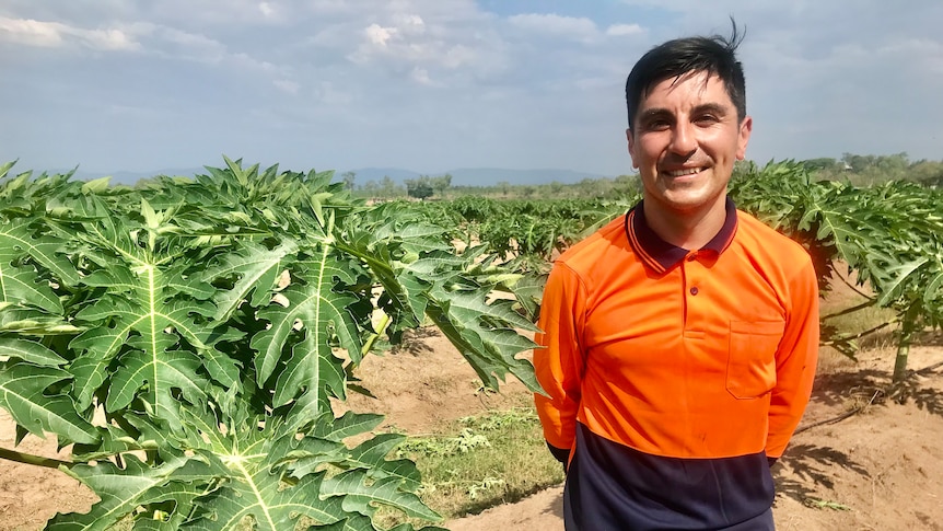 A man in an orange work shirt stands in a field of papaya plants