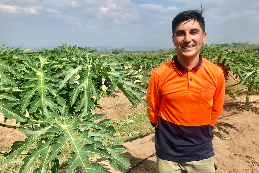 A man in an orange work shirt stands in a field of papaya plants