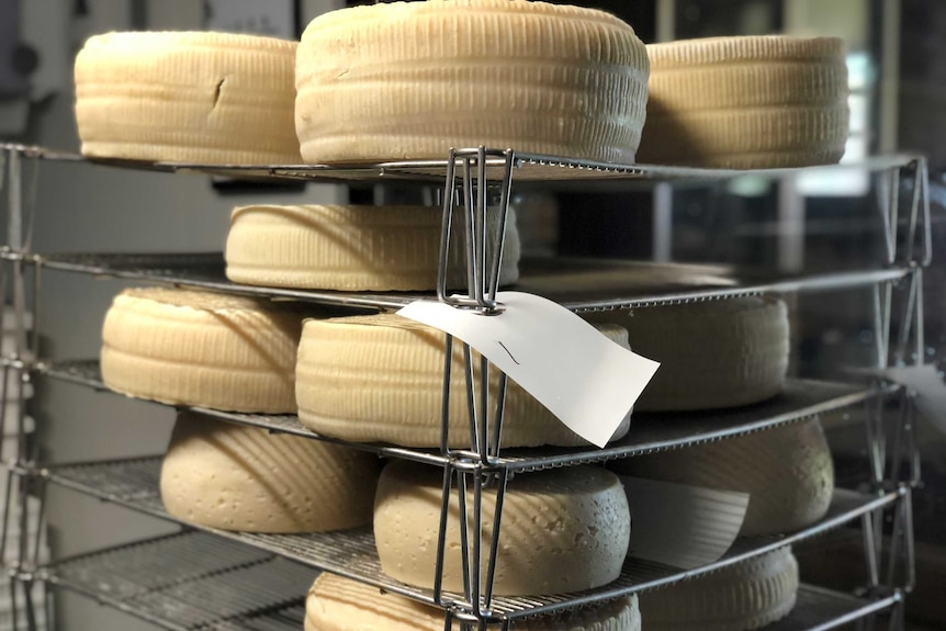Hard cheese maturing in a cooler room