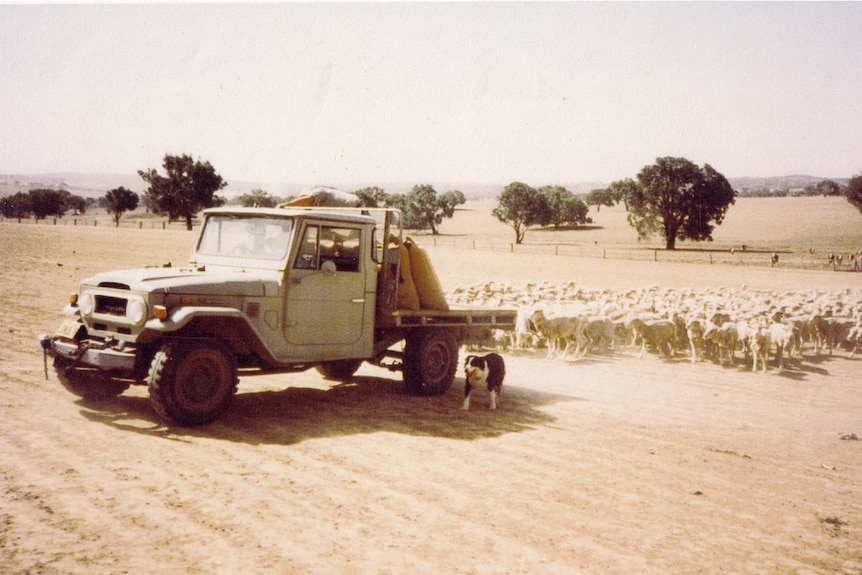 Sheep stand around behind a farm vehicle in the 1982 drought on David Marsh's farm.