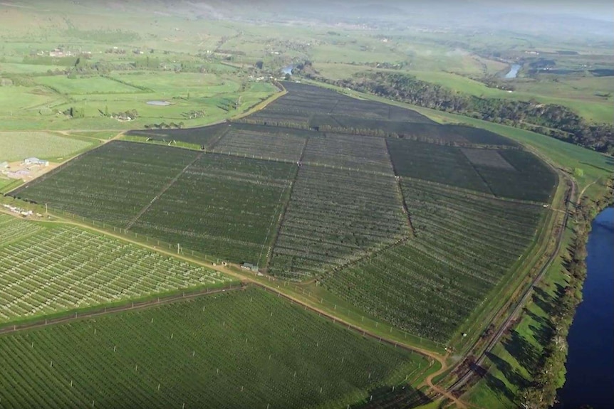 Aerial view of Reid Fruits Redlands orchard, in Tasmania.