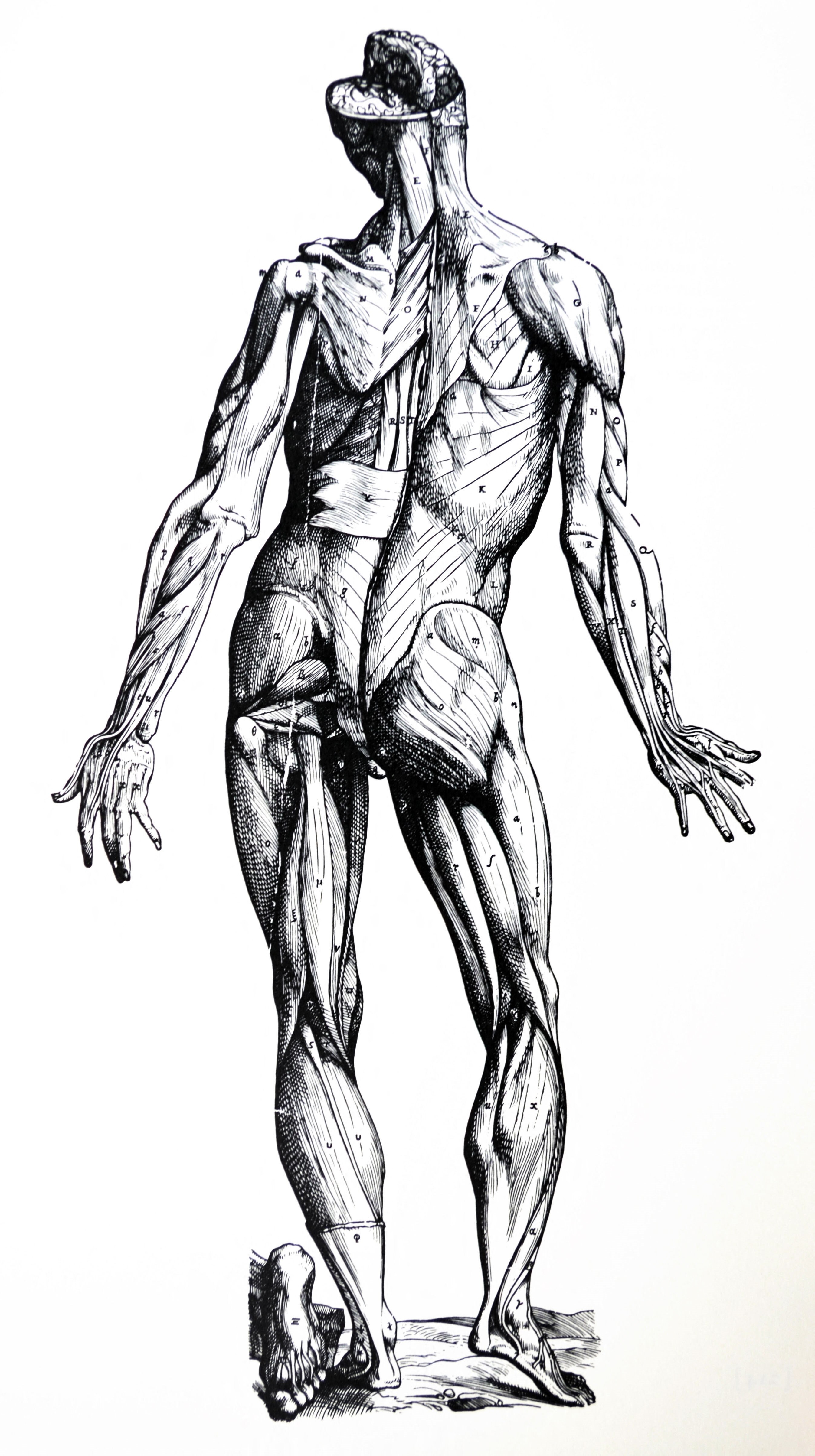 Black and white sketch of human anatomy 
