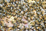European honeybees