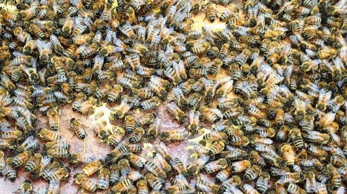 European honeybees