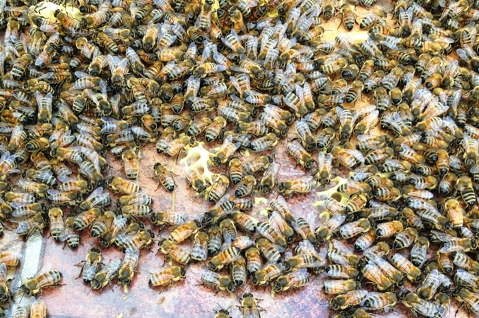 European honeybees