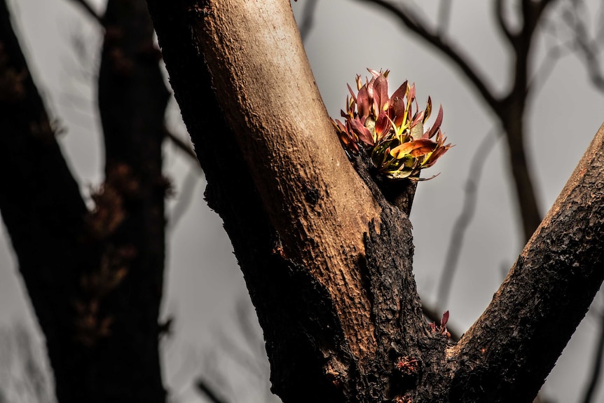 A small bunch of new eucalypt leaves break through the black bark.