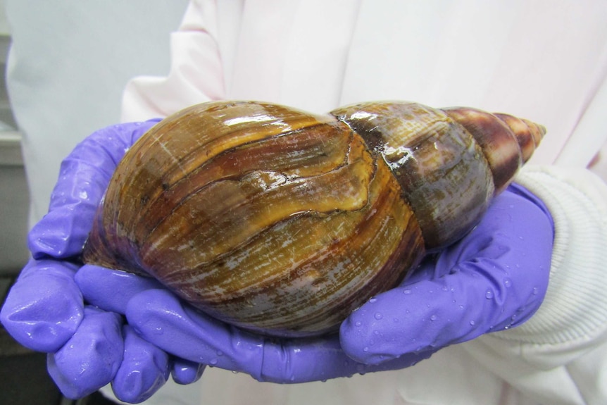 Researcher holding Giant African Snail