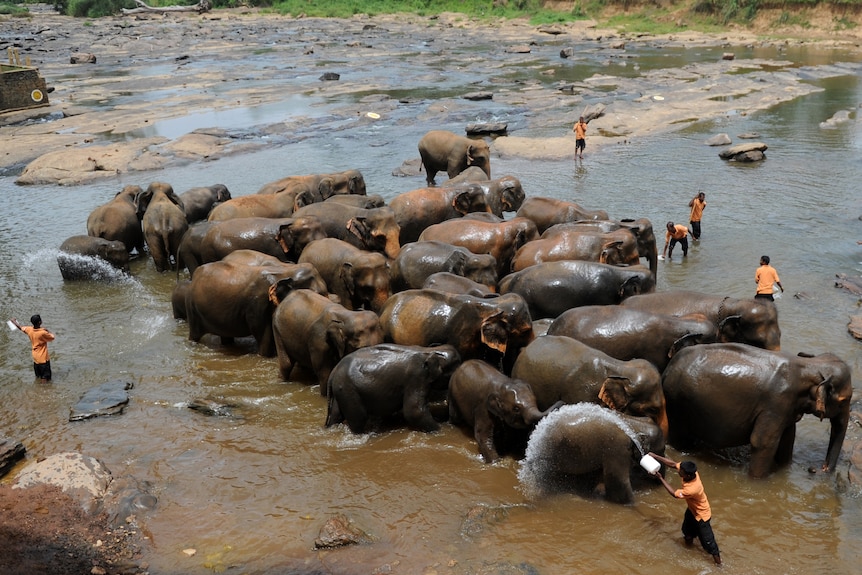 Elephant orphanage stages mass baptism