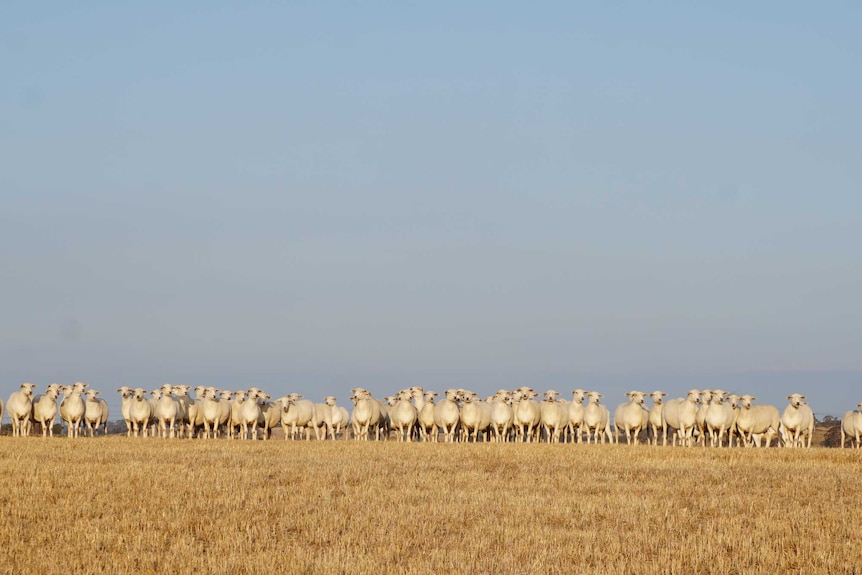 Sheep stand in a line in a paddock.