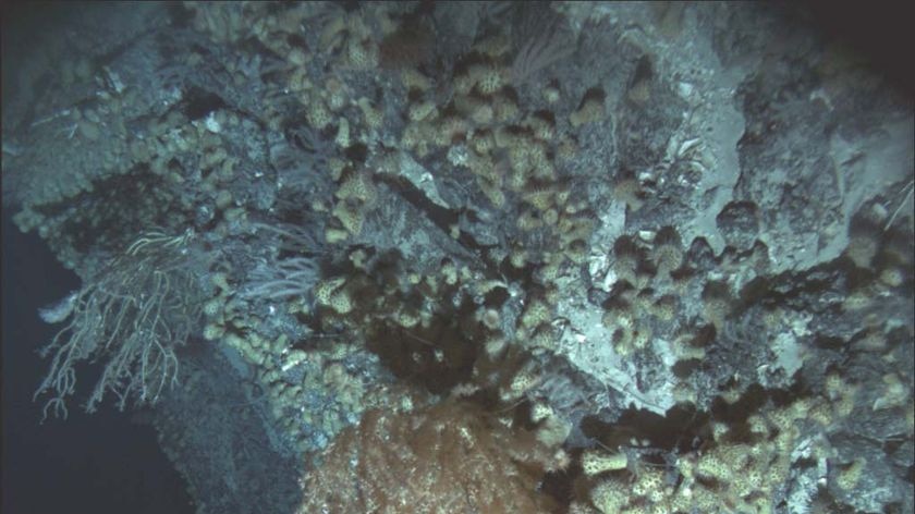 Deep Sea Coral off southern Tasmania January 2008
