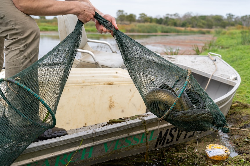 eels in a net