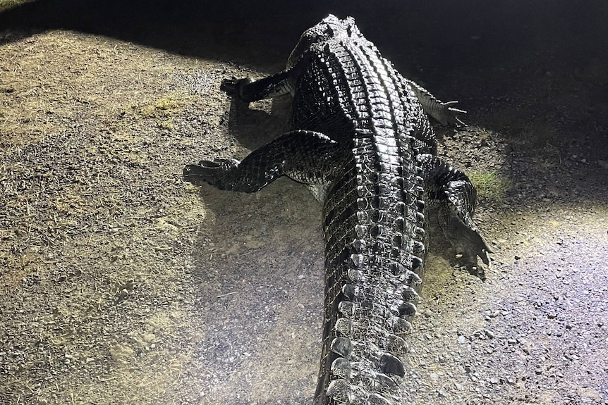 A saltwater crocodile at night, its spines shining in torchlight.